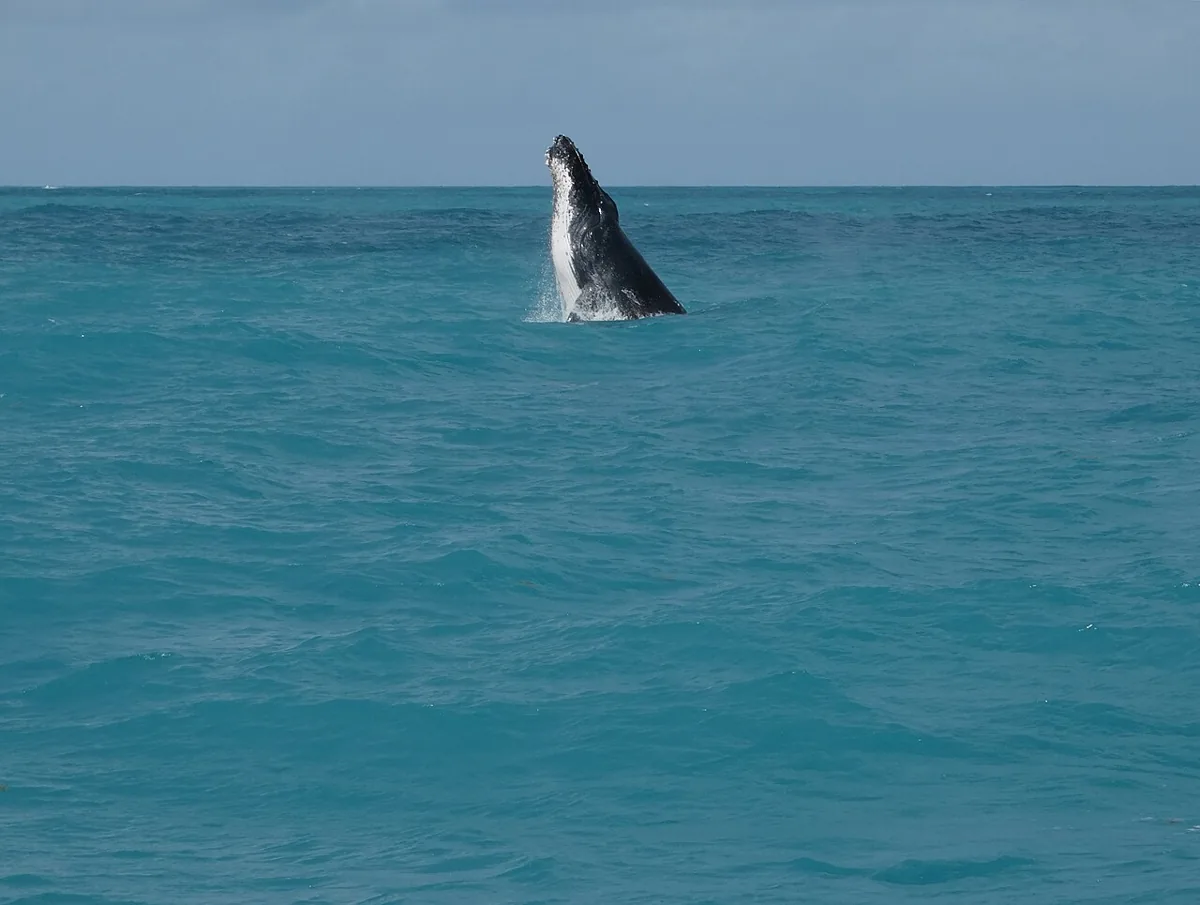 Baleia jubarte em Abrolhos